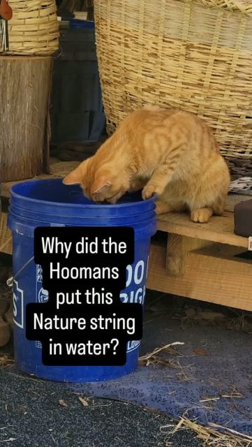 Libro prefers his nature strings on the ground, where they can be claw kicked. 

#libro #librothecat #kudzuvine #weaving #catsofinstagram
