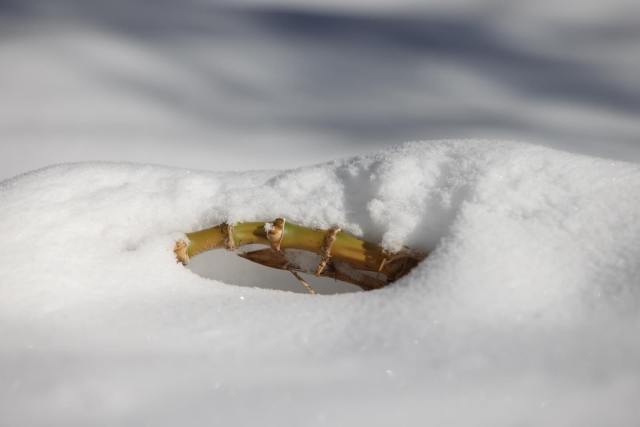 Bamboo in snow for your viewing pleasure :)

#BambooInSnow #SpartanburgSnow #Bamboo #carolina_bamboo