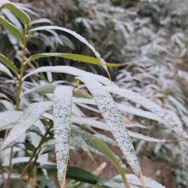 Yes, please! 

#Snow #bambooinsnow #snowing #snowday #CarolinaBamboo