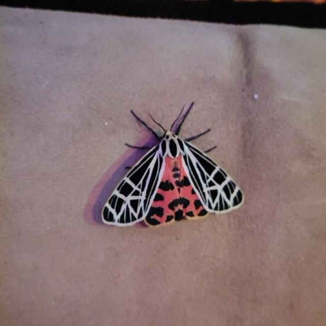 A Tiger Moth visited us while we were feeding Charry-Boo 🧡🖤🤍

#TigerMoth #CarolinaBamboo #Charry-Boo #Fire #Retort